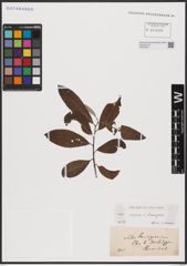 Foto von Salix caprea L. x Salix eleagnos Scop.